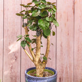 6" Aralia Fabian Stump