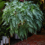 10" Rabbit Foot Fern Basket