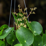 8" Pilea Peperomioides