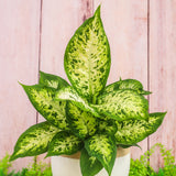 6" Dieffenbachia Amy