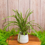 4" Button Fern