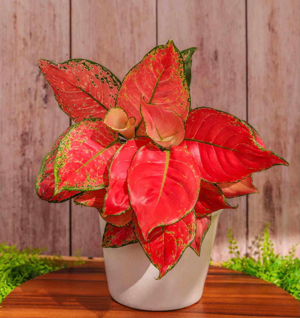 4" Aglaonema Lucky Red