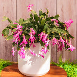 6" Christmas Cactus (Schlumbergera bridgesii)