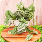 6" Pothos Silver Splash