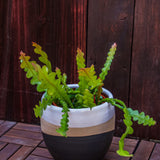 4” Ric Rac (Fishbone Cactus)