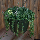 6" Senecio Rowleyanus String of Pearls