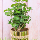 6" Balfour Aralia Stump