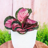 4" Calathea Roseopicta "Rosie"