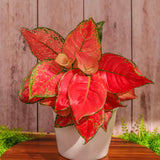 6" Aglaonema Lucky Red