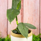 5" Philodendron Silver Sword (Philodendron hastatum 'Silver Sword')