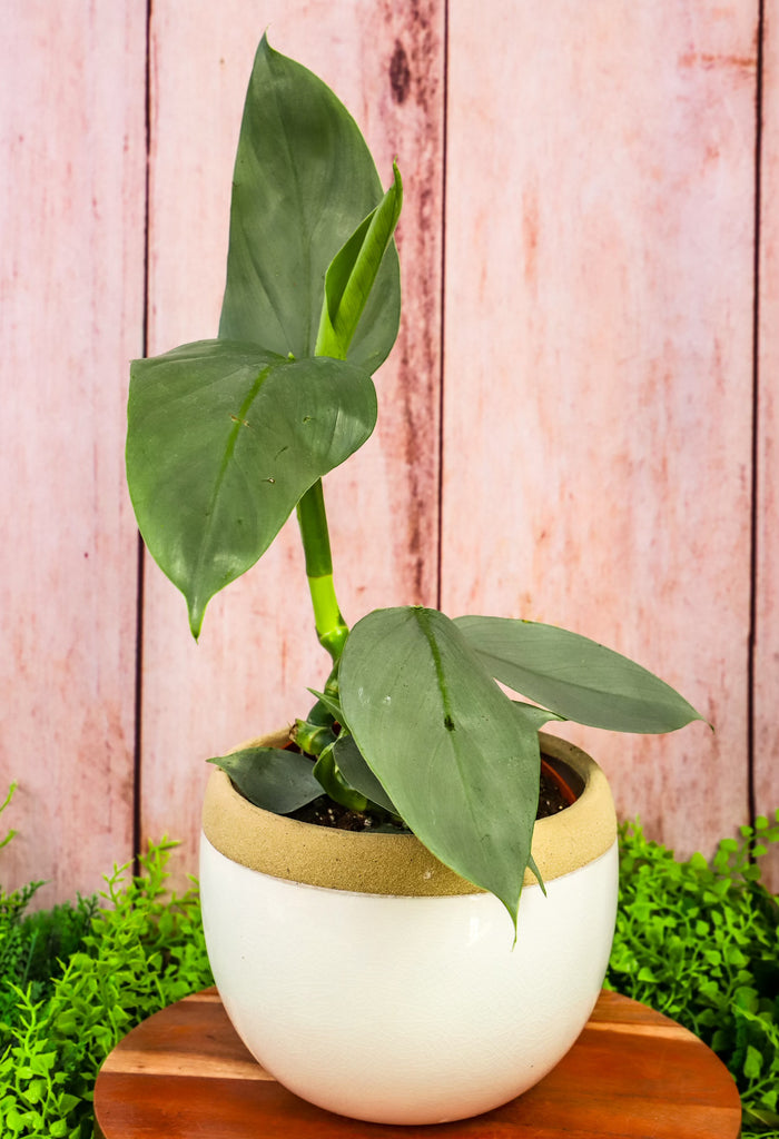 6" Philodendron Silver Sword