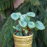 4" Watermelon Peperomia (Peperomia argyreia)