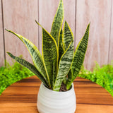 5" Sansevieria Laurentii (Snake Plant)