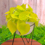 6" Philodendron Cordatum Neon