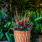 4" Peperomia Rosso