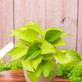 6" Neon Pothos