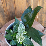 6" Philodendron Birkin