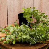 Faux Eucalyptus Plant