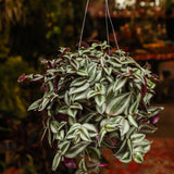 4" Tradescantia Zebrina Silver