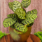 6" Calathea Makoyana Peacock