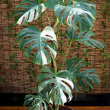5 Gallon Monstera Deliciosa Albo