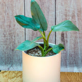 5" Philodendron Silver Sword (Philodendron hastatum 'Silver Sword')
