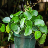 8" Pilea Peperomioides