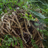 10" Rabbit Foot Fern Basket