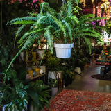 8" Jester Crown Fern