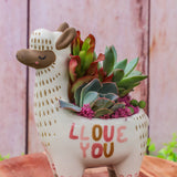 Love You Llama Succulent Arrangement