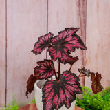 4" Begonia Rex