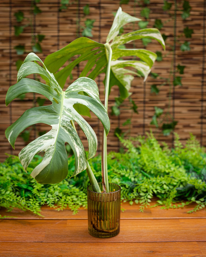 Rooted Monstera Albo Top Cutting - 2 Leaf