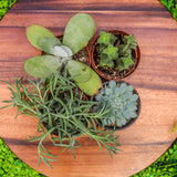 4" Succulent