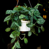 6" Pothos Satin (Scindapsus pictus)