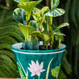 4" Peperomia Marble