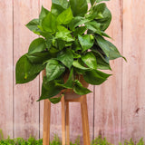 6" Green Queen Pothos - 2 Lengths