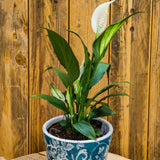 4" Spathiphyllum "Peace Lily"
