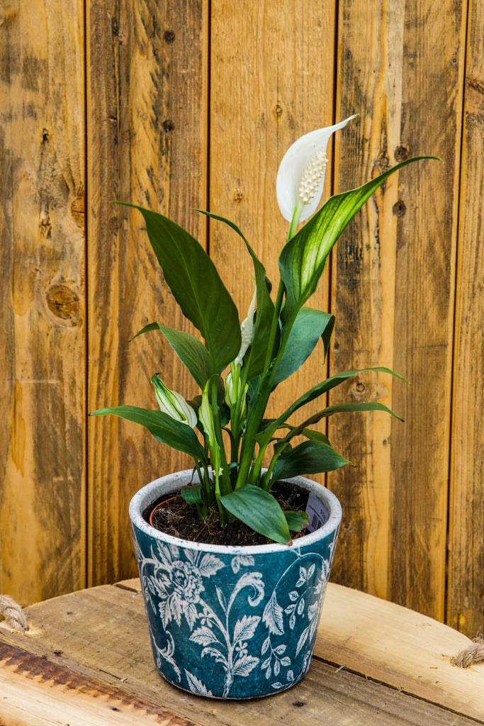 4" Spathiphyllum Green "Peace Lily"