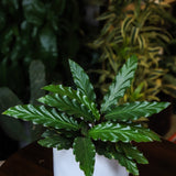 4" Calathea Rufibarbra
