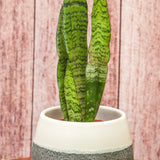 3" Sansevieria Zeylanica