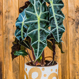 6" Alocasia Polly African Mask
