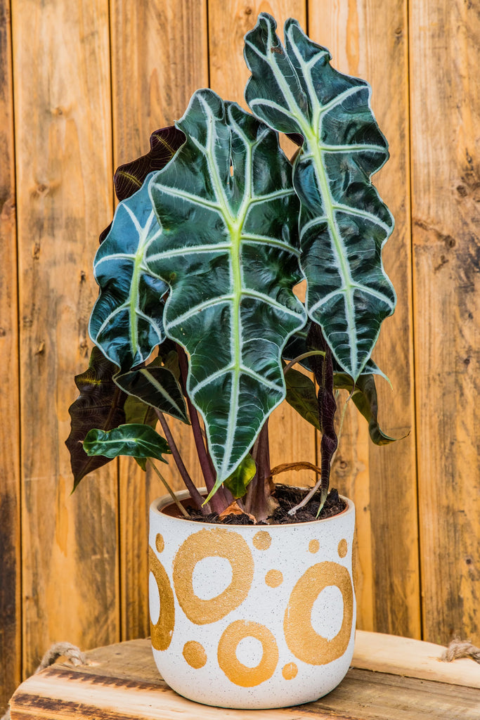 6" Alocasia Polly African Mask