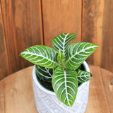 6" Zebra Plant (Aphelandra squarrosa)