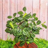 8" Lemon Lime Maranta