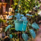 6" Philodendron Mican