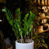 8" Zamioculcas Zamiifolia "ZZ"