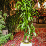 9" Dracaena Elegance 'Lisa'