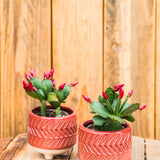 2" Spring Cactus