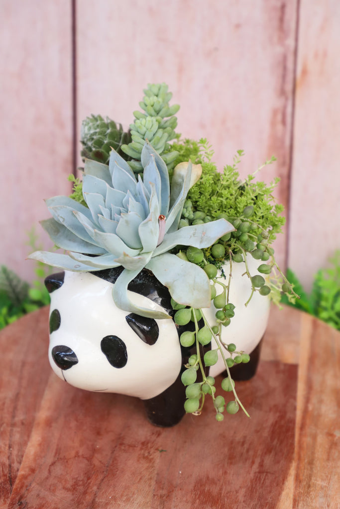 Panda Succulent Arrangement