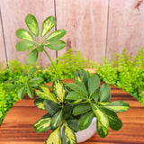 4" Schefflera Arboricola Varigated (Gold Capella)